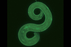 Im Fadenwurm Caenorhabditis elegans lassen sich Alterungsprozesse wie im Zeitraffer verfolgen. Foto: DZNE