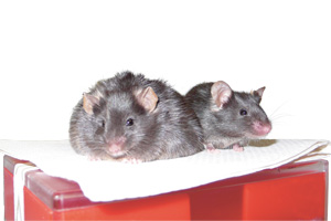 Genetisch veränderte Mäuse, die das Entzündungsenzym COX-2 im Überschuss bilden, bleiben im Gegensatz zur normalen Mäusen auch bei fettreicher Kost schlank. Foto: DKFZ