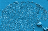 36 Vom Feind zum Freund - lasst sich das Gute im Biofilm fördern