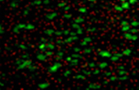 01 Wehrhafte Biofilme