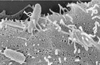 09 Bakterien mit Thermometer