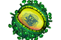 Das Influenza-Virus, Erreger der Grippe (schematische Darstellung).