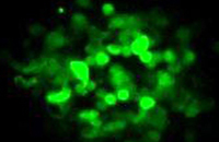 24 Immunologischer Altersstarrsinn