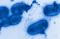 Pseudomonas