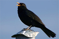 Amsel Malene-Thyssen CC