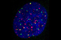 SG 219 Krebszelle DKFZ 200x130