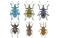 SG 237 Ruesselkaefer Naturkundemuseum Karlsruhe200x130