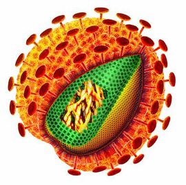 HI-Virus. Grafik: HZI