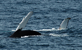 Zwei Buckelwale, die die Polarstern bei Stationsarbeiten auf einer vergangenen Expedition besuchten. Foto: Alfred-Wegener-Institut