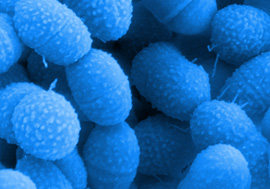 Rasterelektronenmikroskopische Aufnahme von Streptococcus oralis. Bild: Manfred Rohde/HZI
