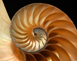 Der spiraligen Form der Nautilus-Muschel, hier im Querschnitt, liegen die Proportionen des Goldenen Schnitts zu Grunde. Foto: iStock/Phil Cardamone