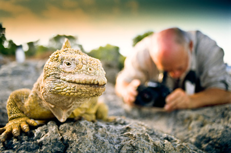 Die Galapagos-Inseln sind für ihre einmalige Tierwelt, zu der auch der Galapagos-Landleguan zählt, weltberühmt und gerade deshalb ein beliebtes und umstrittenes touristisches Ziel. Foto: André...