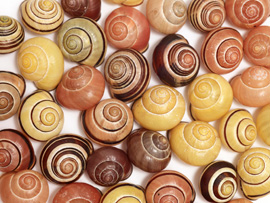 Die Schwarzmündige Bänderschnecke (Cepaea nemoralis) und die Weißmündige Bänderschnecke (Cepaea hortensis) kommen in verschiedensten Lebensräumen in Europa vor und weisen eine hohe Vielfalt an...