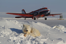 Arktischer Wolf vor der Polar 5 in Alert, Kanada. Bild: Stefan Hendricks/AWI