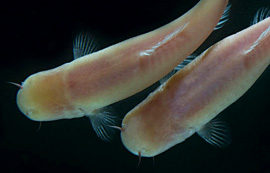 Der Karpfenfisch Phreatichthys andruzzii lebt seit Millionen Jahren in unterirdischen Wasserhöhlen unter der Wüste Somalias und hat Augen und Schuppen völlig verloren. Bild: KIT