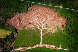 Hurrikan Tree in Südschweden. Bild: Joakim Berglund/airpictures.se