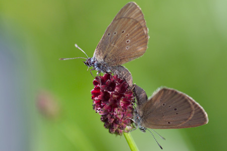 Butterflies are indicators of biodiversity. Photo: UFZ/Künzelmann