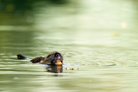 Auch der Nutria gehört in Europa zu den Aliens. Er wurde als Pelzlieferant aus Südamerika eingeführt.  Foto: A. Künzelmann/UFZ