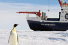 AWI Polarstern Pinguin Herrmann 133x88