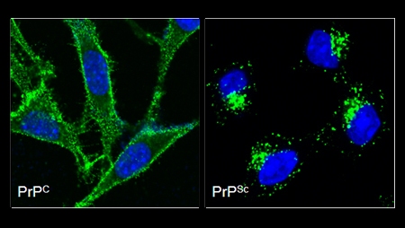 Picture prion protein