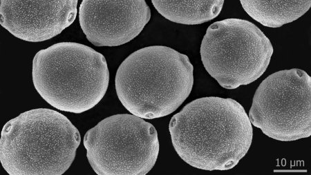 Birkenpollen Elektronenmikroskopische Aufnahme