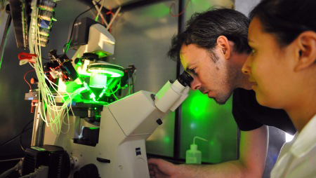 Photo microscope nerve cells