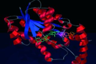 Im Computer modellieren die Wissenschaftler - wie bestimmte Moleküle anstelle von Östron an das Enzym 17ß-Hydroxysteroide-Dehydrogenase Typ 1 (17ß-HSD 1) andocken und so den Hormonstoffwechsel blockieren. Bild J. Adamski (GB 2006 - S. 29) Durch eine gezielte Blockade des Hormonstoffwechsels könnte das Wachstum von Brusttumoren bei manchen Patientinnen gestoppt werden. Oft wird der Tumor von weiblichen Geschlechtshormonen beeinflusst - das heißt - die Krebszellen wachsen umso schneller - je höher der Östrogenspiegel ist.