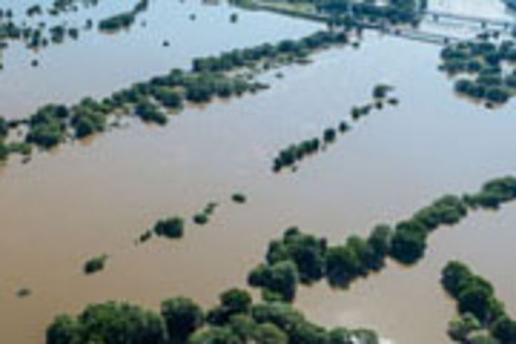 Einmündung der Muld in die der Elbe bei Rosslau (rechts)