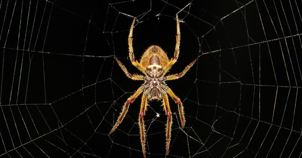 Eine Spinne mit vielen Seiden - Helmholtz Home