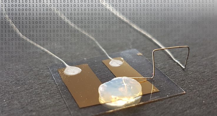 Der kleinste Transistor der Welt schaltet Strom über die kontrollierte Bewegung eines einzigen Atoms innerhalb eines Gelelektrolyten. Bild: Arbeitsgruppe Professor Thomas Schimmel/KIT