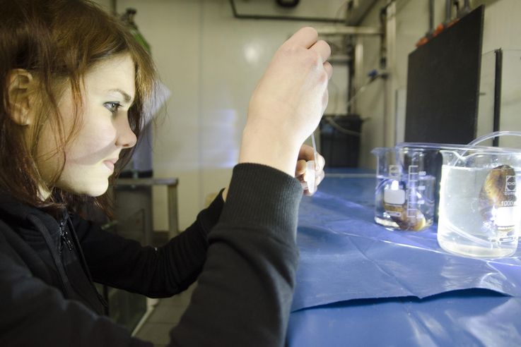 Corinna Breusing, Doktorandin in der HOSST-Graduiertenschule, bei Versuchen mit Tiefseemuscheln der Art Bathymodiolus azoricus im Kiel Marine Organism Culture Center (KIMOCC) am GEOMAR Standort West