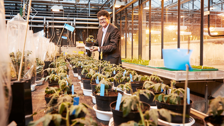 Holger Puchta with genetically modified tomato plants in the greenhouse of the Joseph Gottlieb Kölreuter Institute of Plant Sciences (JKIP) at the Karlsruhe Institute of Technology (KIT). Image: Sandra Göttisheim/KIT