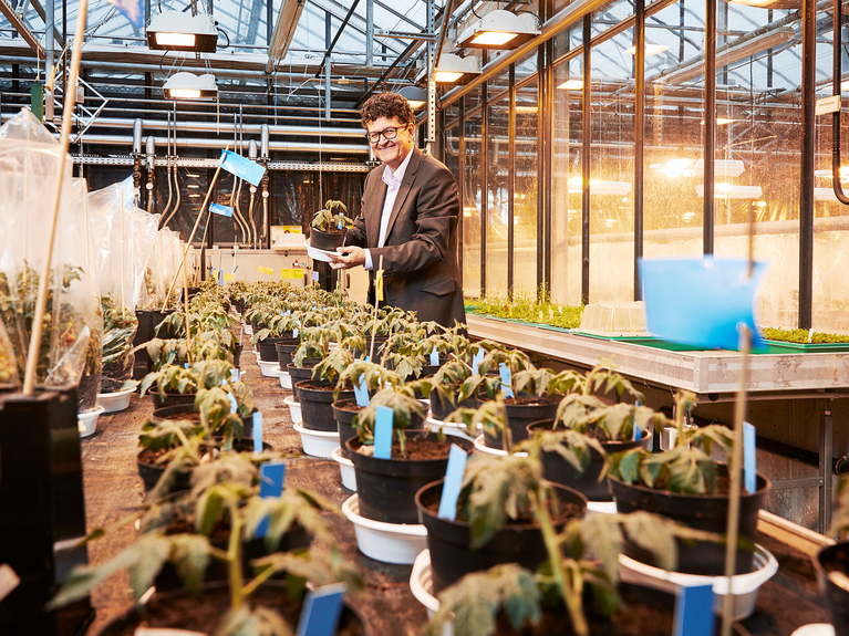 Holger Puchta mit genetisch veränderten Tomatenpflanzen im Gewächshaus des Joseph Gottlieb Kölreuter Institut für Pflanzenwissenschaften (JKIP) am Karlsruher Institut für Technologie (KIT). Bild: Sandra Göttisheim/KIT