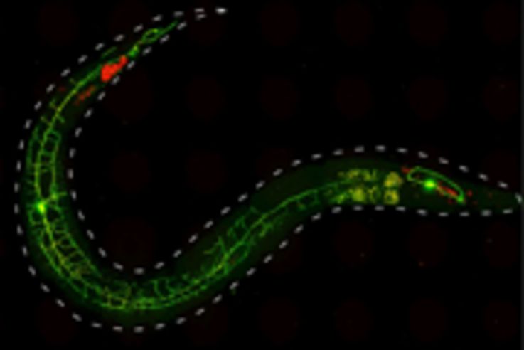 Das Bild zeigt einen Fadenwurm (C. elegans), dessen Nozizeptor Neuron PVD zwei fluoreszierende Proteine exprimiert: GFP (grün) und ChR2::mCherry (rot). Die dünnen Fortsätze von PVD decken die ganze Körperseite ab und können verschiedene Stimuli detektieren, z.B. harsche mechanische Manipulation.