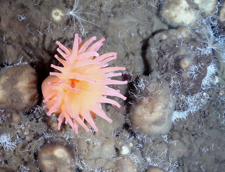 sea anemone surrounded by sponges