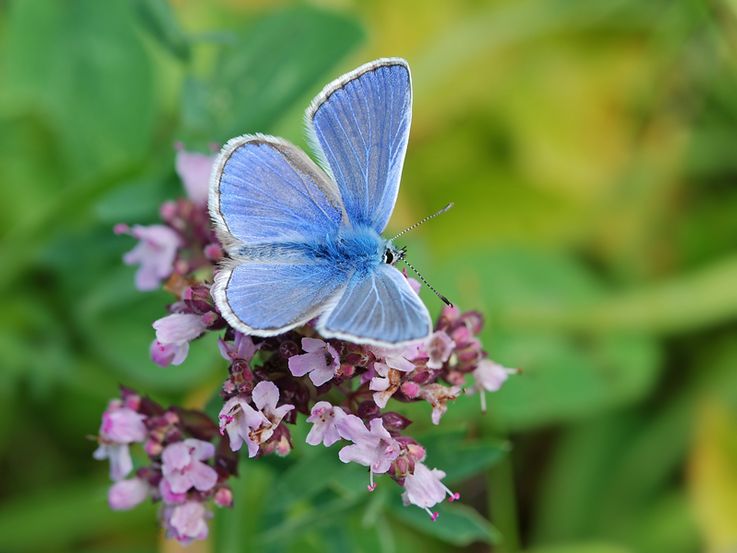 Für den Hauhechel-Bläuling (Polyommatus icarus), die mit Abstand häufigste Bläulingsart in Deutschland, lässt sich über die gesammelten TMD-Daten ein Rückgang der Bestandentwicklung statistisch belegen.