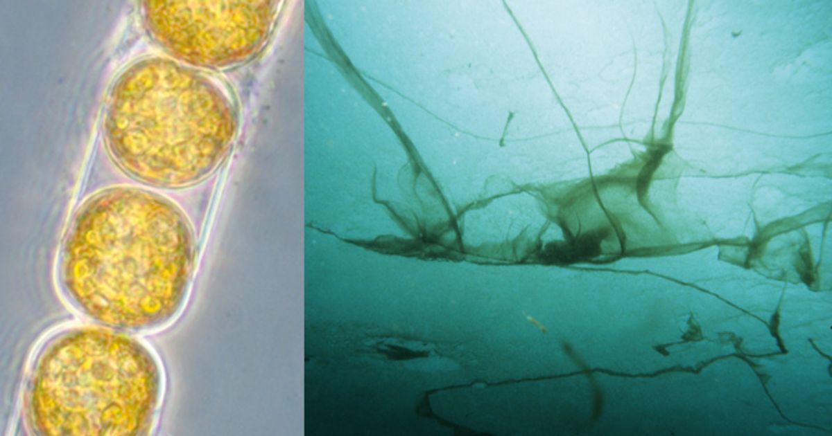 Die produktivste Alge der Arktis Helmholtz Home