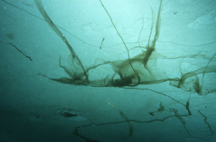 Eisalgen hängen von Eisschollen in das Meerwasser