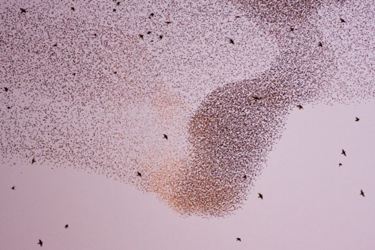 In Formation: Stare versammeln sich im Herbst für ihren Zug nach Süden in riesigen Schwärmen.Bild: Bruno D