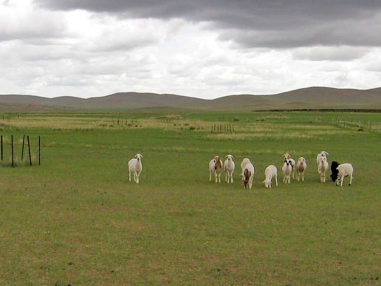Schafherde Mongolei (Benjamin Wolf)