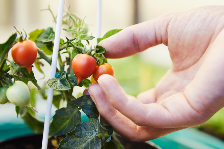 In these tomato plants, the molecular scissors CRISPR/Cas were used to modify the genome. Image: Sandra Göttisheim/KIT