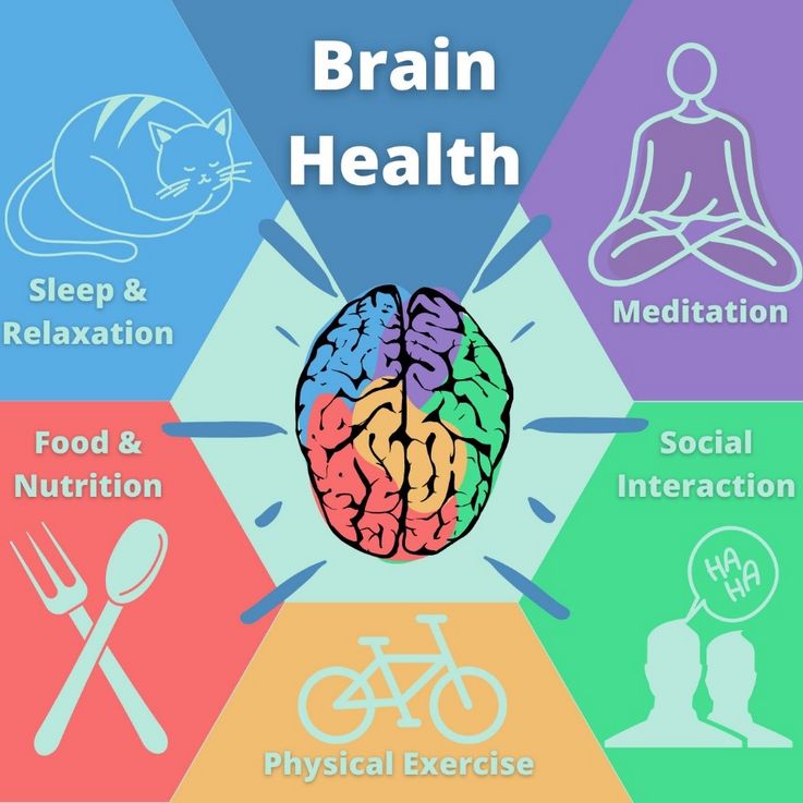 healthy brain