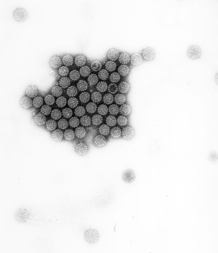 Humane Papillomviren (HPV)