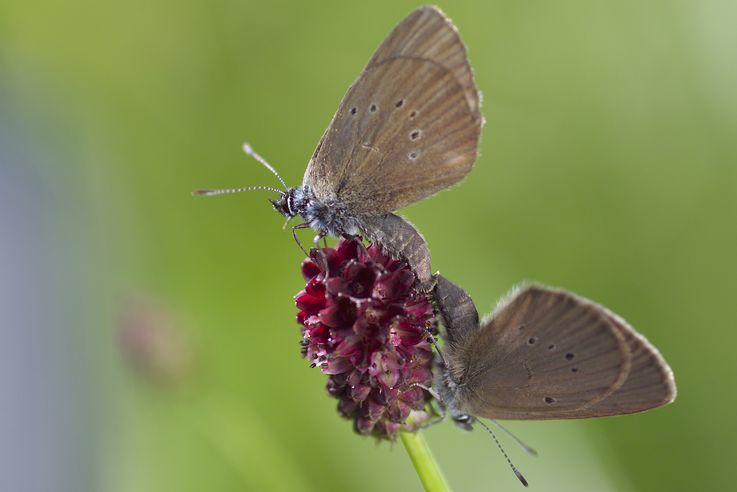 Dunkler Wiesenknopf-Ameisenbläuling, Maculinea nausithous, Paarung auf der Blüte des WiesenknopfsNutzungsbeschränkung: kostenfrei bei redaktioneller Nutzung, Verwendung nur unter Angabe der Quelle und nur im Zusammenhang mit dem UFZ