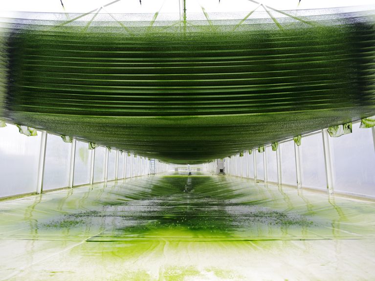 Treibstoff aus dem Meer!? Algenpark IBG-2, im Bild: Christina Schreiber