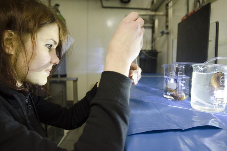 Ein Händchen für Muscheln. Corinna Breusig forscht für ihre Doktorarbeit an Tiefseemuscheln.