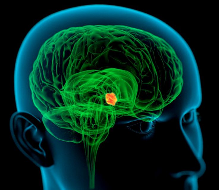 19 Nov 2009 --- Hypothalamus in the brain. Computer artwork of a person