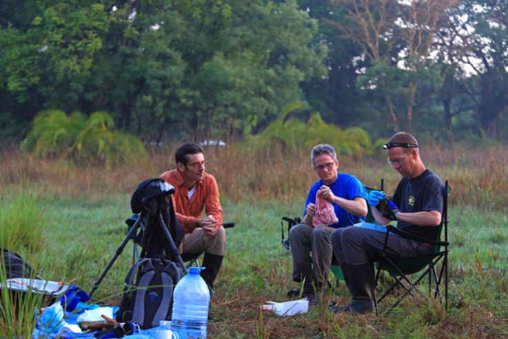 Handarbeit in Sambia: Martin Wikelski, Jakob Fahr und Roland Kays (von links) statten Flughunde im Kasanka-Nationalpark mit kleinen Sendern aus.Dort lebt die größte Flughund-Kolonie der Welt. Bild: MaxCine