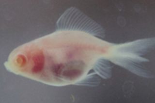 Lebendes Kunstwerk. Dieser Design-Fisch gehört zur Arbeit "Sterile" der Künstler Revital Cohen und Tuur Van Balen und ist im Rahmen der Ausstellung "assemble | standard | minimal" noch bis 3.5.2015 im Projektraum der Schering Stiftung, Unter den Linden 32-34, 10117 Berlin, zu sehen.