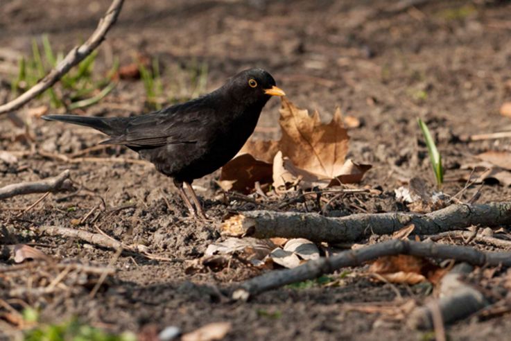 Beschreibung: Amselmännchen (Turdus merula), das intensive Orangegelb von Schnabel und Augenlidern hebt sich gut vom schwarzen Gefieder ab und unterscheidet es von den unscheinbar braun gefärbten Weibchen und Jungtieren.Datum: 18.03.2011Ort: Johanna-Park in Leipzig